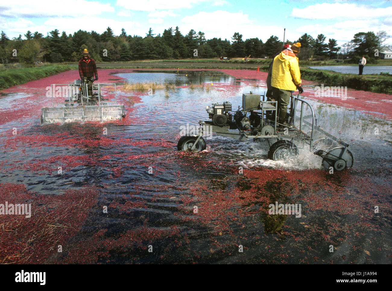 Harvesting Cranberries in Carver, Massachusetts (wet harvest Stock