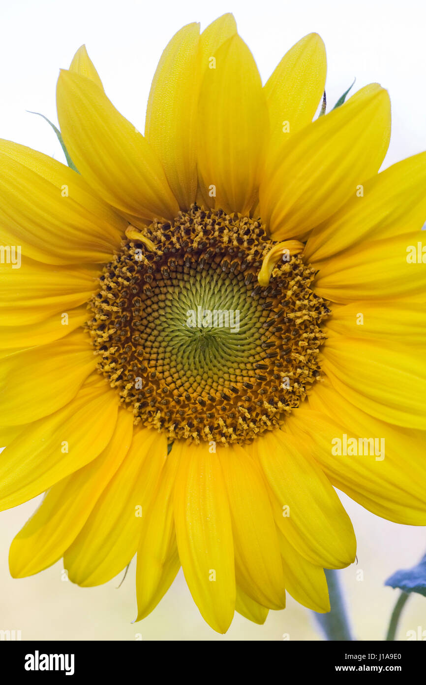 Single sunflower hi-res stock photography and images - Alamy