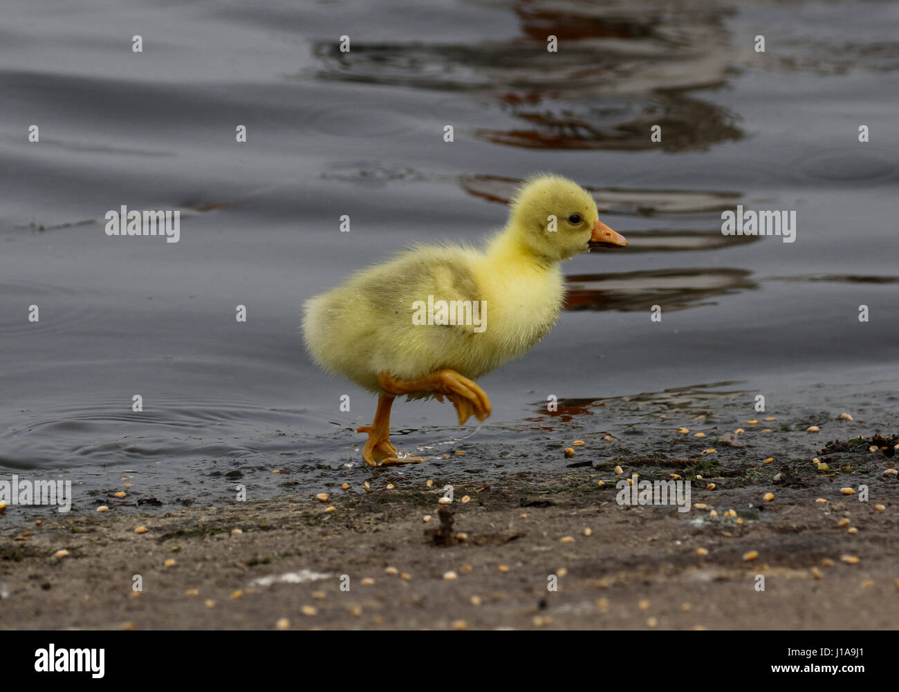 Hybrid Greylag Goose chick Stock Photo - Alamy