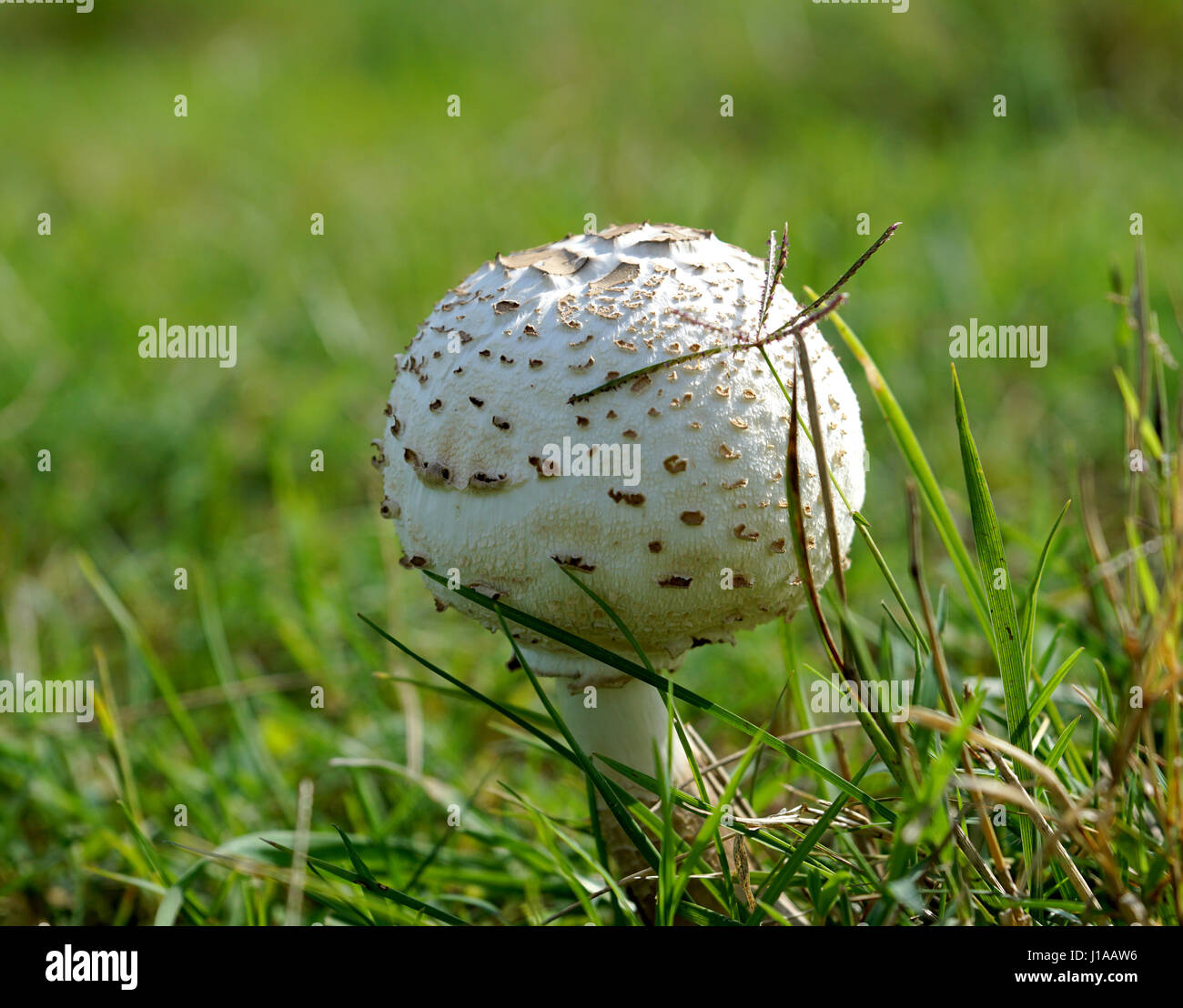 Mushrooms or toadstools are not plants at but are fungi and most are edible Stock Photo