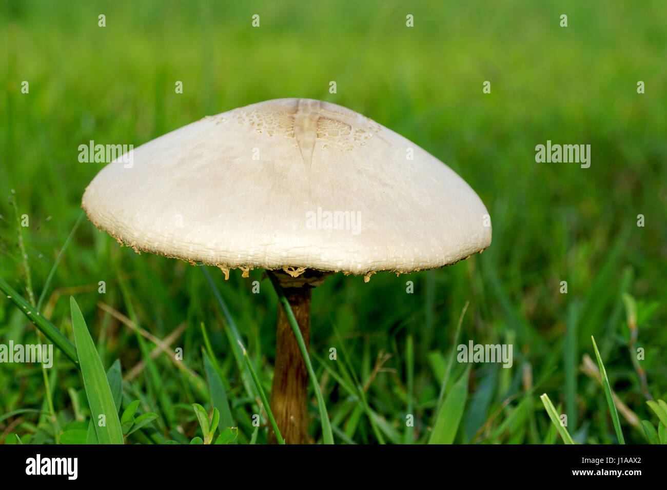 Mushrooms or toadstools are not plants at all but are fungi and most are edible. Stock Photo