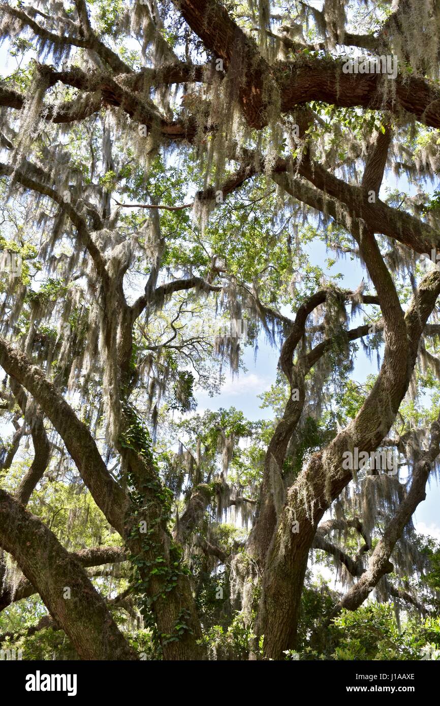 Tillandsia tree hi-res stock photography and images - Alamy