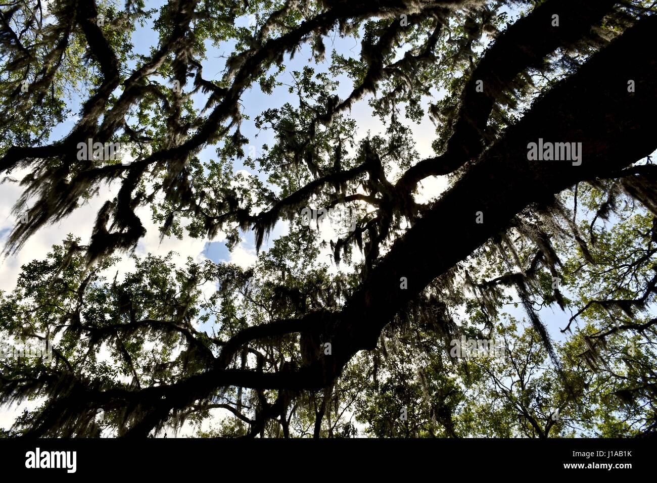 Silhouette of Spanish moss hanging from an old oak tree Stock Photo Alamy