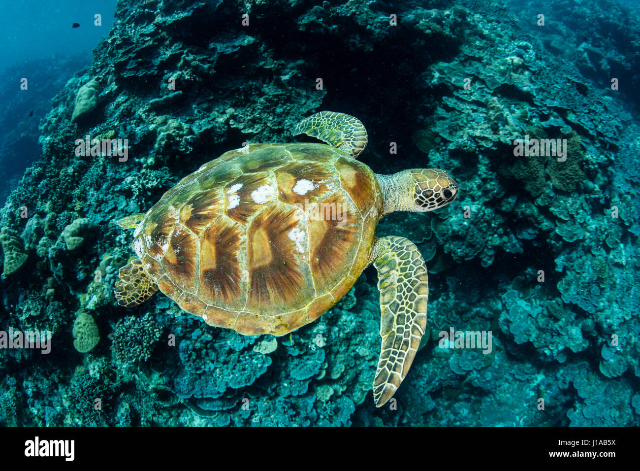 A Green sea turtle swims along the barrier reef in the Republic of Palau. This tropical country is a popular destination for divers and snorkelers. Stock Photo