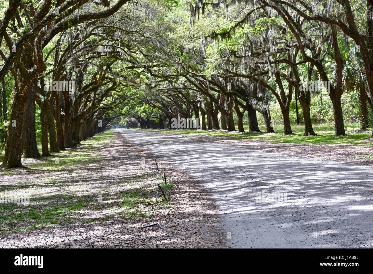 Savannah Georgia Wormsloe Historic Site Plantation Entrance Stock