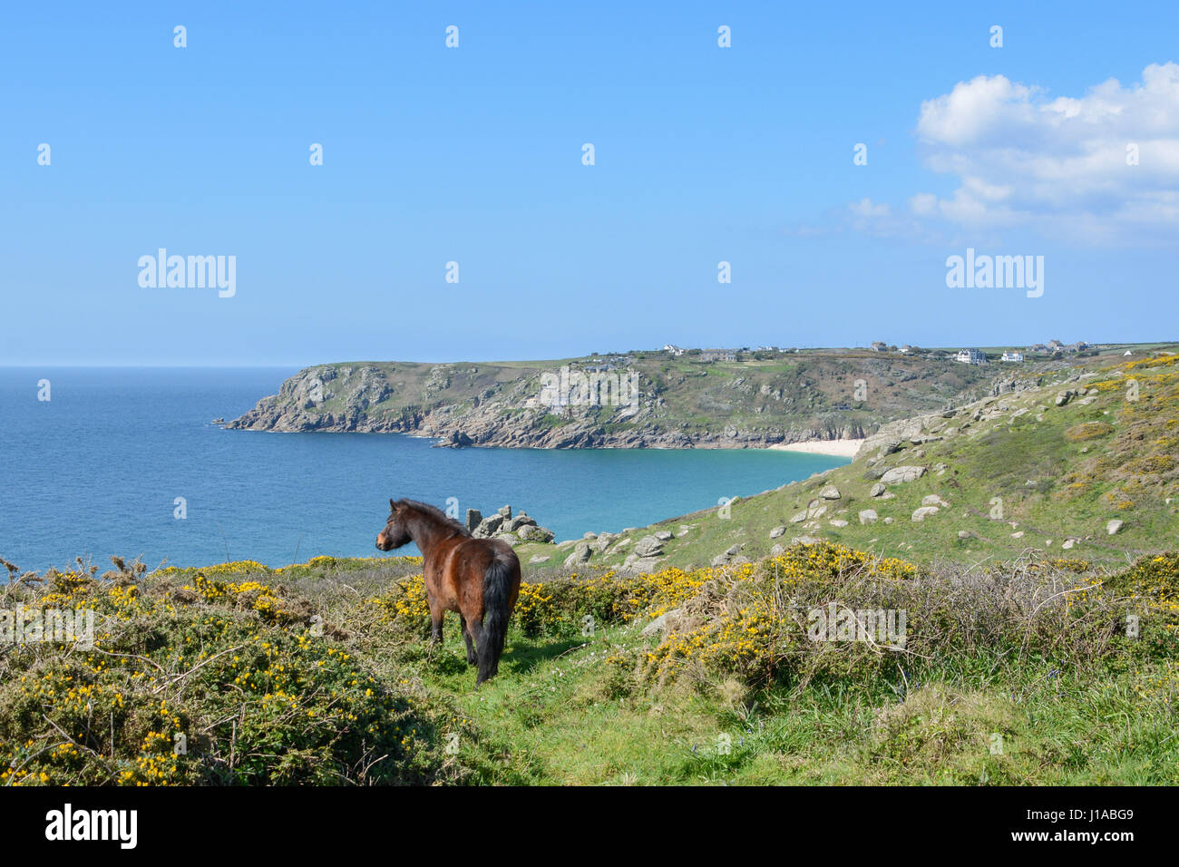Treen, Cornwall, UK. 19th April 2017. UK Weather. Dartmoor ponies out in the morning sunshine on the coastline near Treen.  The ponies have been put on the land to keep the invasive scrub and gorse down, and certainly seem to be tucking in this morning. Credit: cwallpix/Alamy Live News Stock Photo