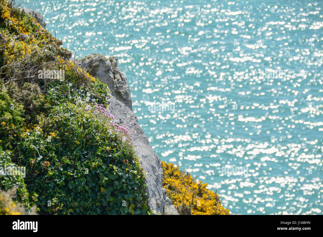 Treen, Cornwall, UK. 19th April 2017. UK Weather. Gloriously sunny morning for the beaches at Treen and Porthcurno, with the cliffside plants in full bloom in the bright sunshine. Credit: cwallpix/Alamy Live News Stock Photo