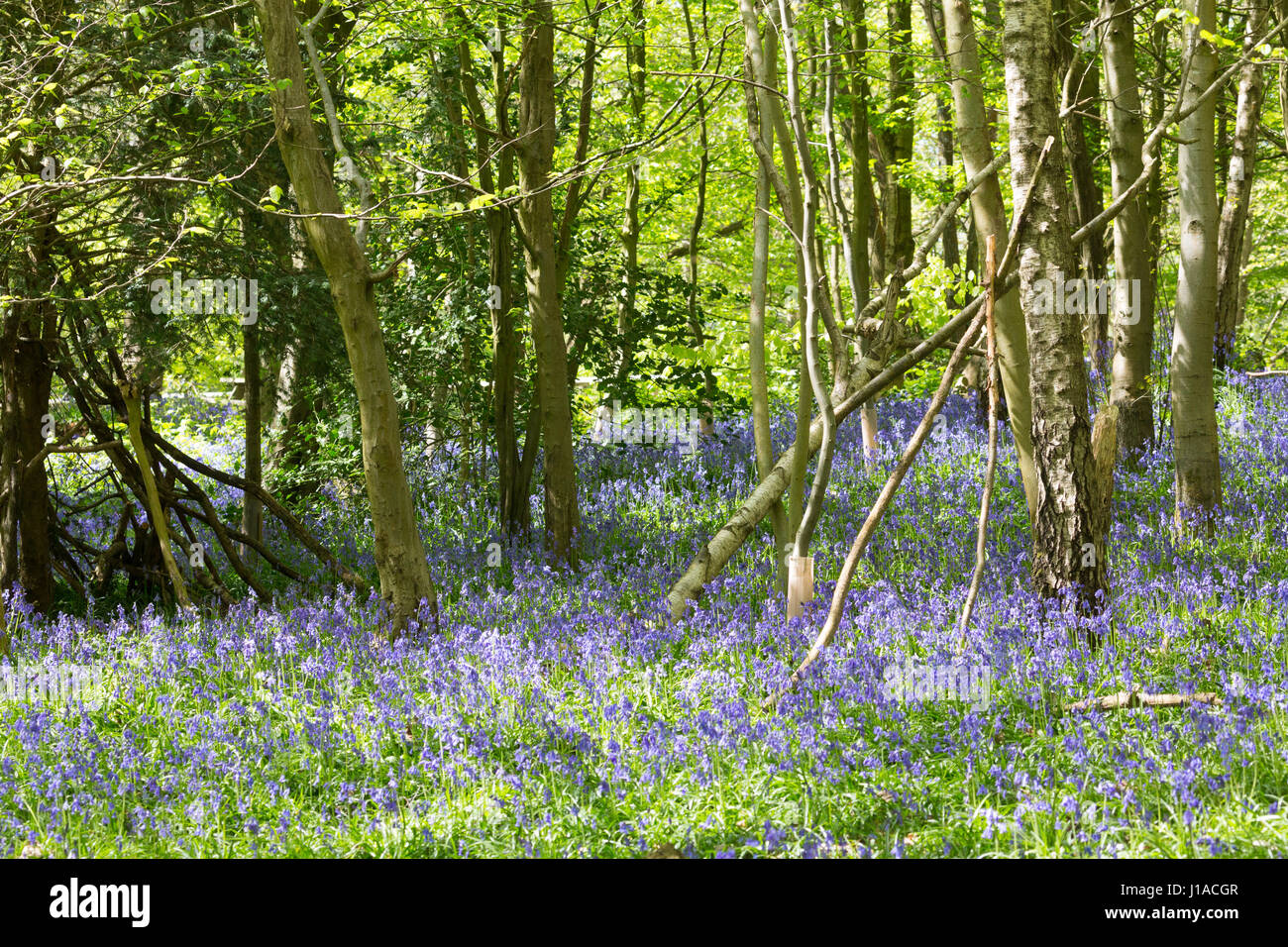 Meopham, Kent, UK. 19th April, 2017. Bluebells are in full bloom at this country park in Meopham, Kent. Rob Powell/Alamy Live News Stock Photo