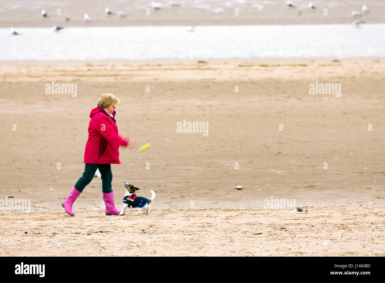 A woman throws a ball for her jack russell dog on the beach at the