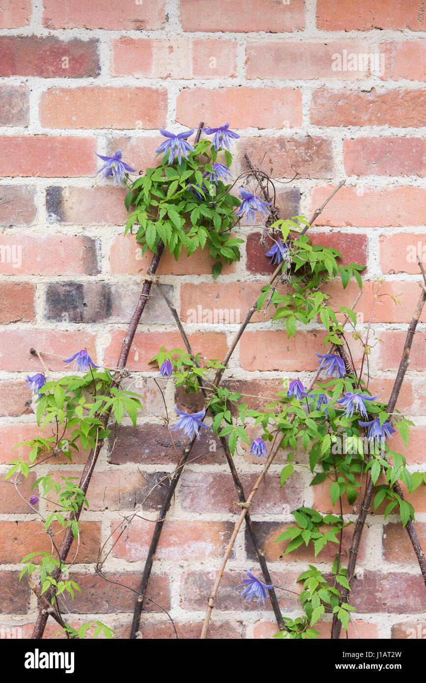 Clematis macropetala 'lagoon' flower climbing on sticks against a brick wall . Clematis alpina Blue Lagoon Stock Photo