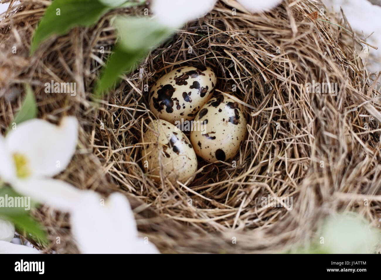 Three spotted bird's eggs in nest amidst flowering dogwood branches and flowers. Image shot from above. Extreme shallow depth of field with selective  Stock Photo