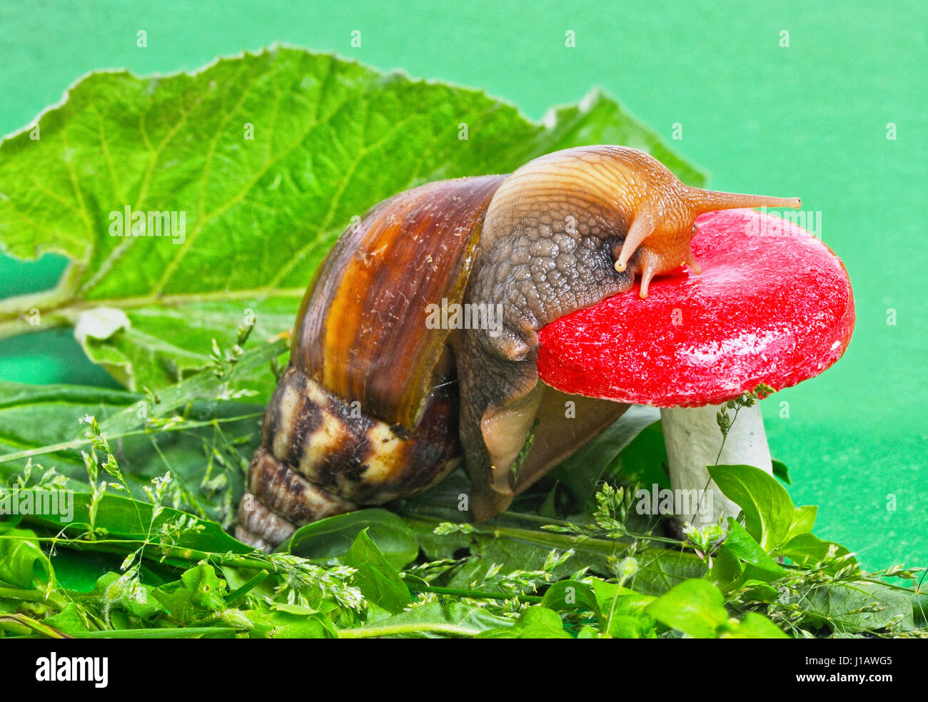 Snail on the mushroom Stock Photo Alamy