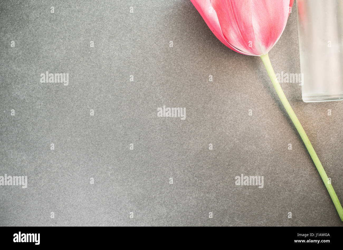 red tulip floral backdrop - top view Stock Photo