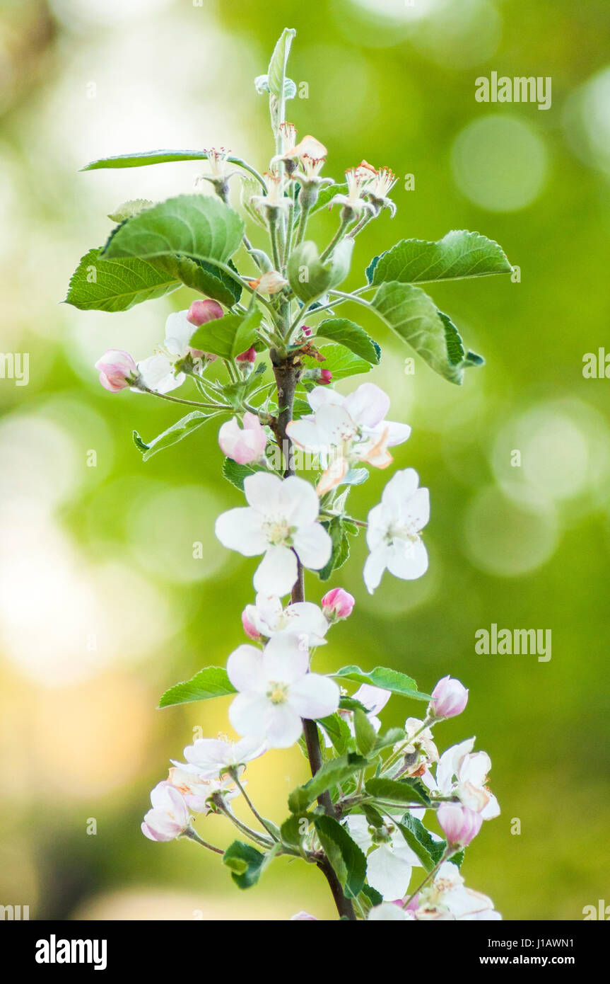 Branch of a blossoming apple tree on garden background, springtime Stock Photo