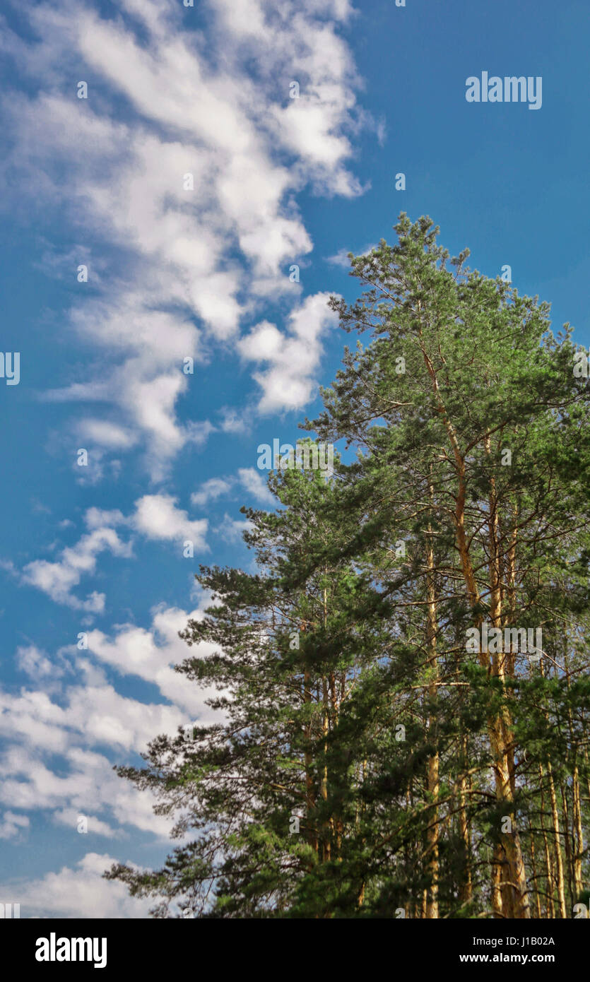 A big pine tree over blue sky Stock Photo - Alamy