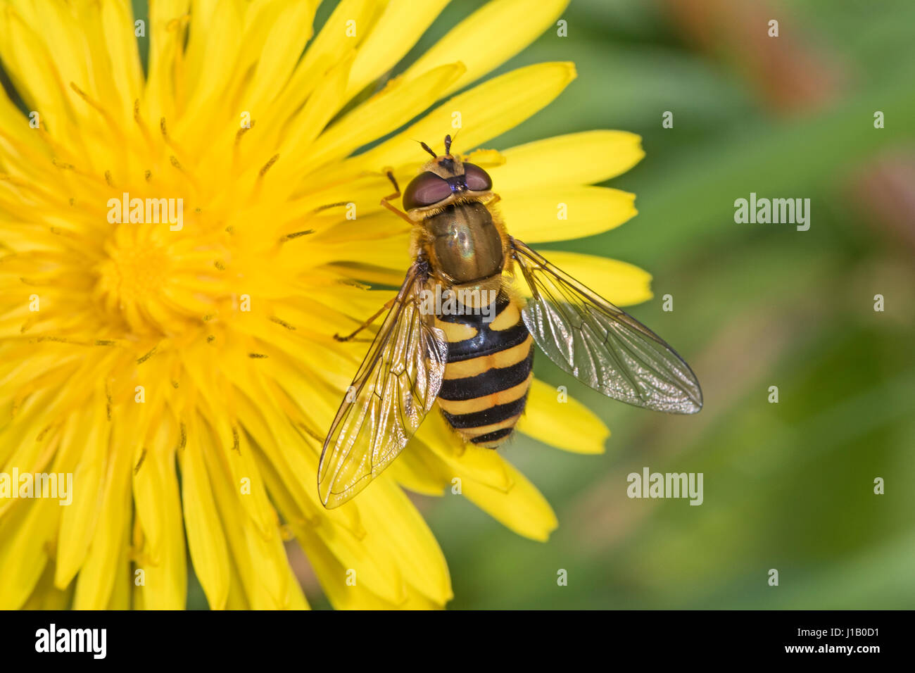 Hoverfly (Syrphus Sp) on dandelion Stock Photo