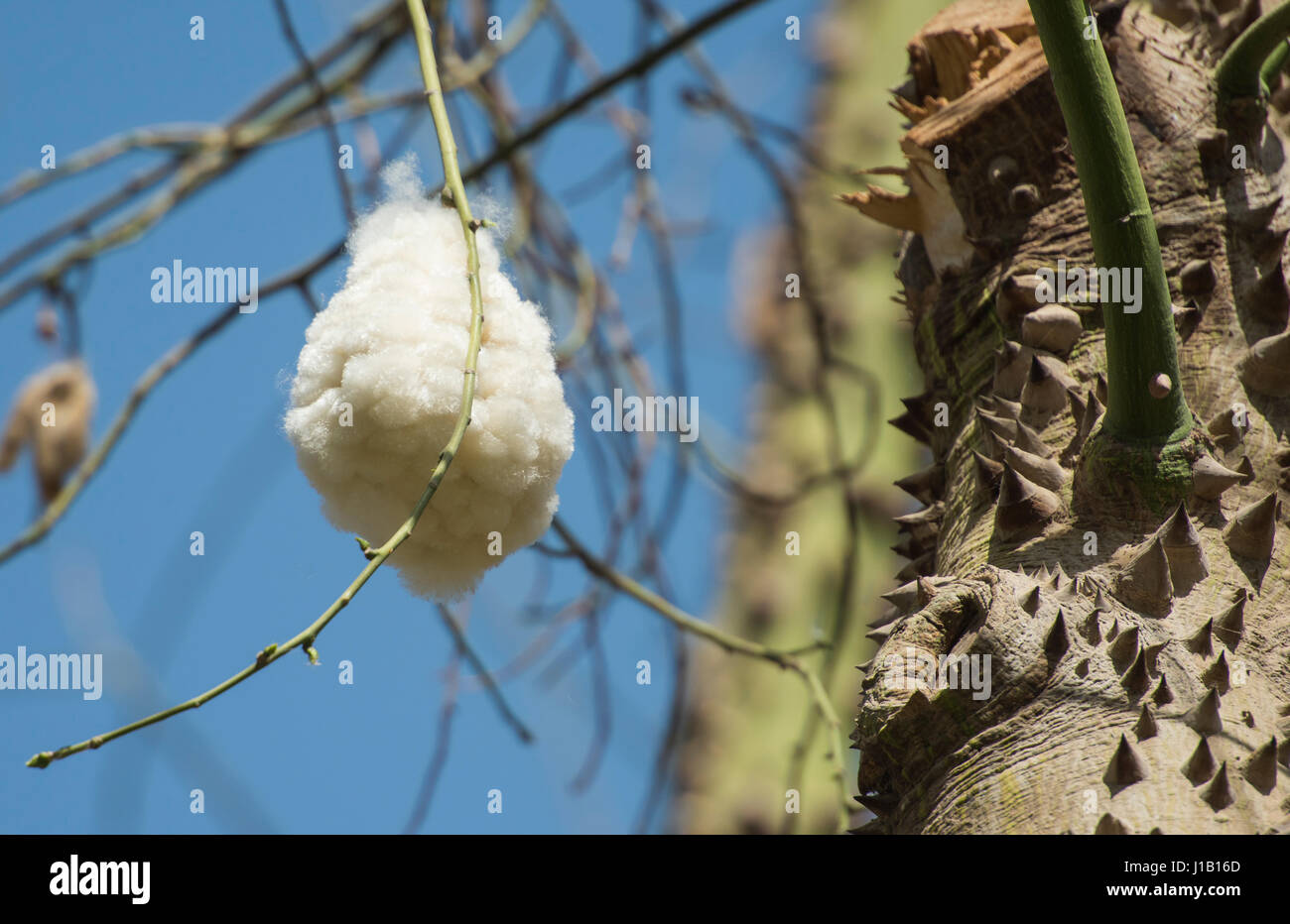 Close-up detail of open fruit seed pod on silk floss tree ceiba speciosa with spiky trunk Stock Photo