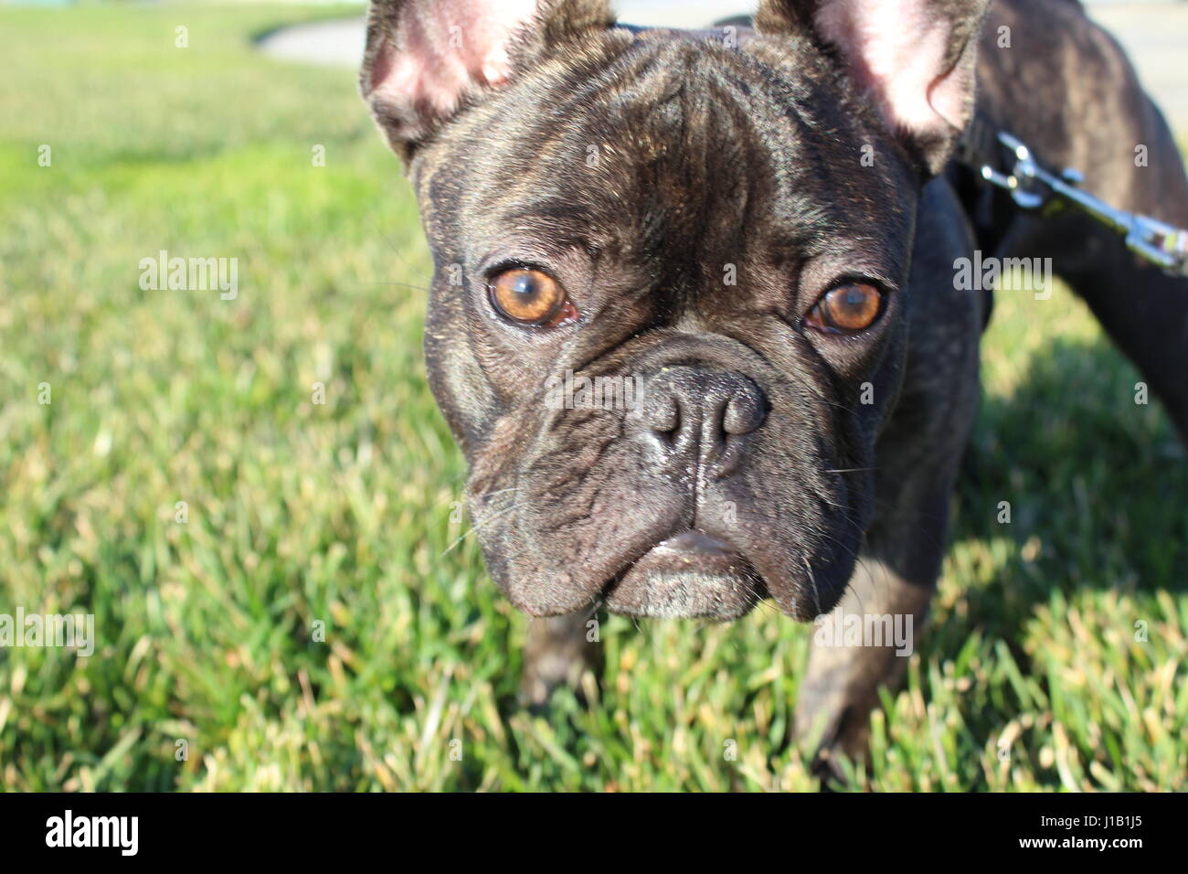 Frenchie High Resolution Stock Photography and Images Alamy