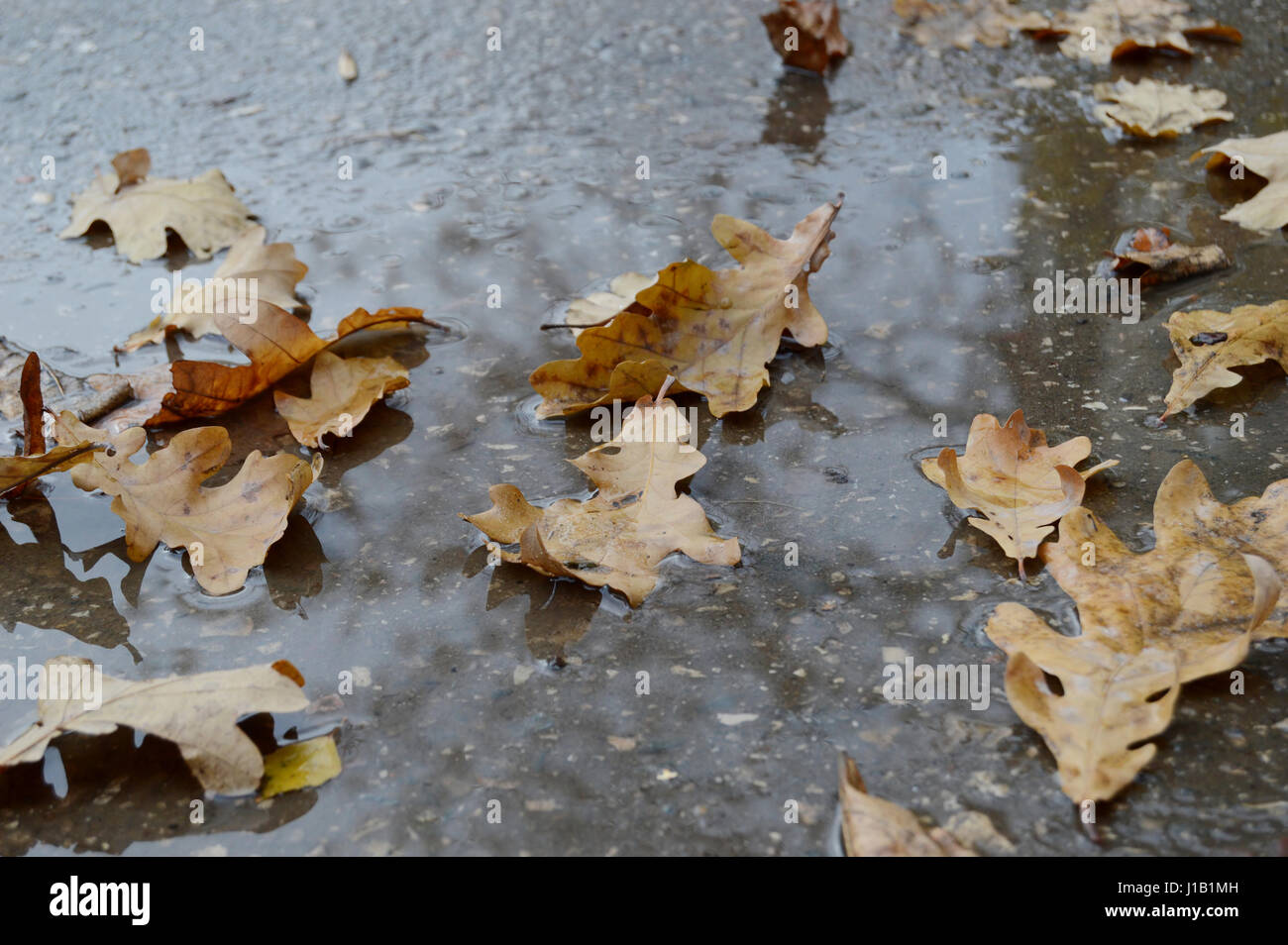 Withered Oak High Resolution Stock Photography and Images - Alamy