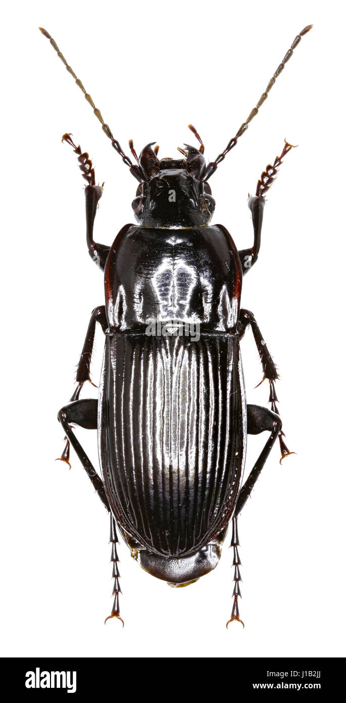 Parallel-sided Ground Beetle on white Background - Abax ...