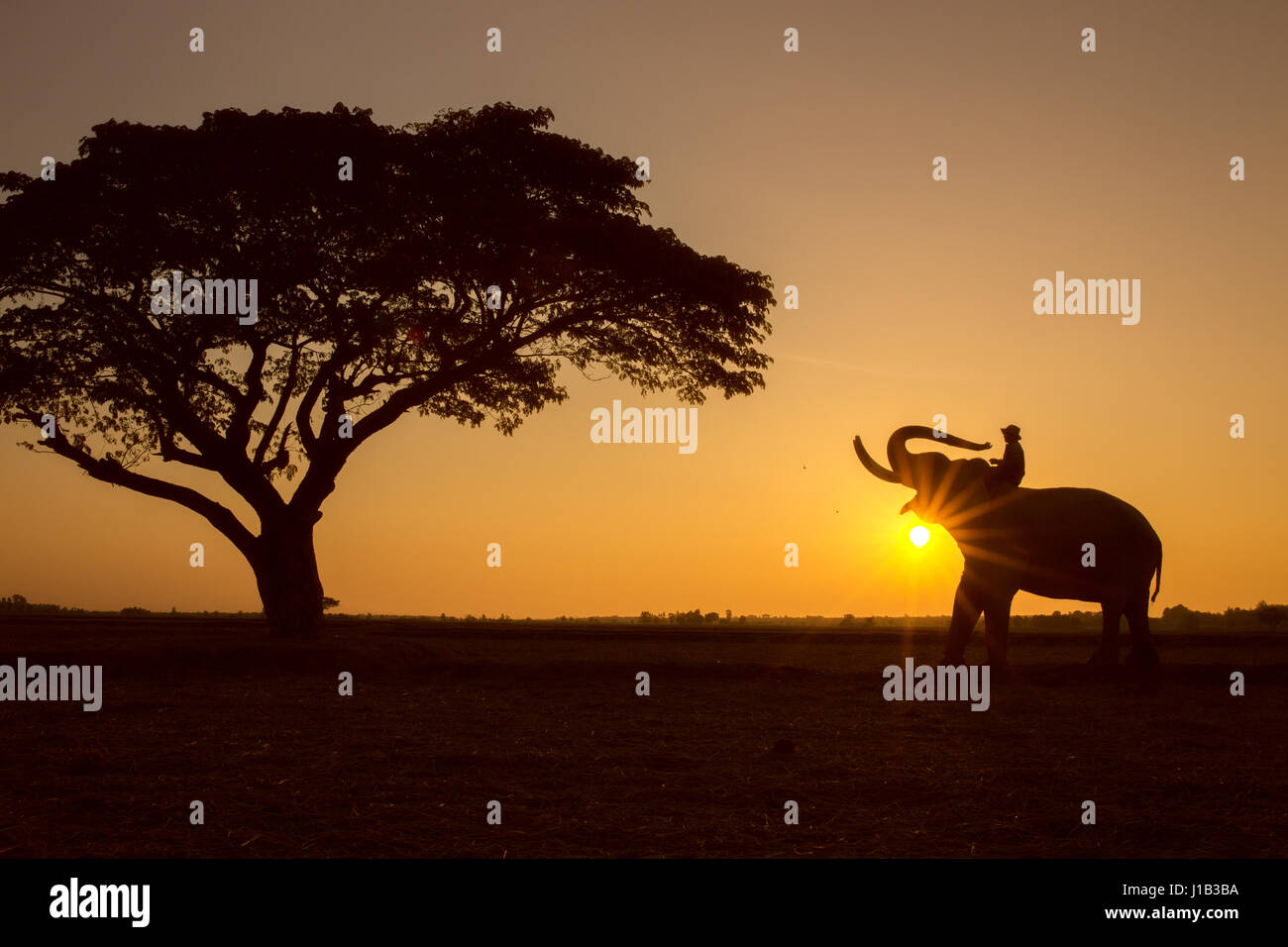 Silhouette tree animal elephant and mahout man Sunrise background at Thailand morning time. Stock Photo