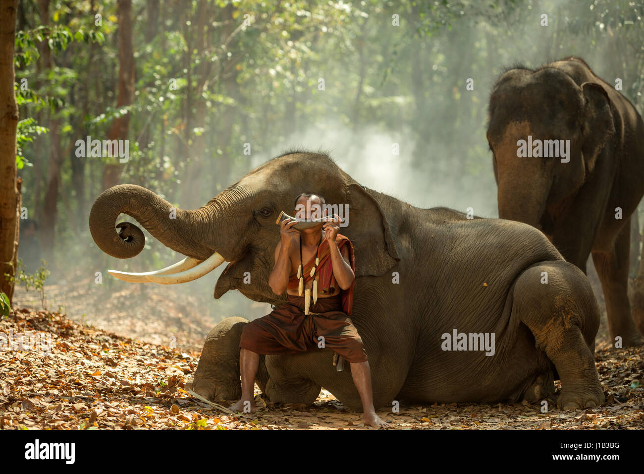 Thailand the mahout are playing the dryer with elephants of Thai culture Stock Photo
