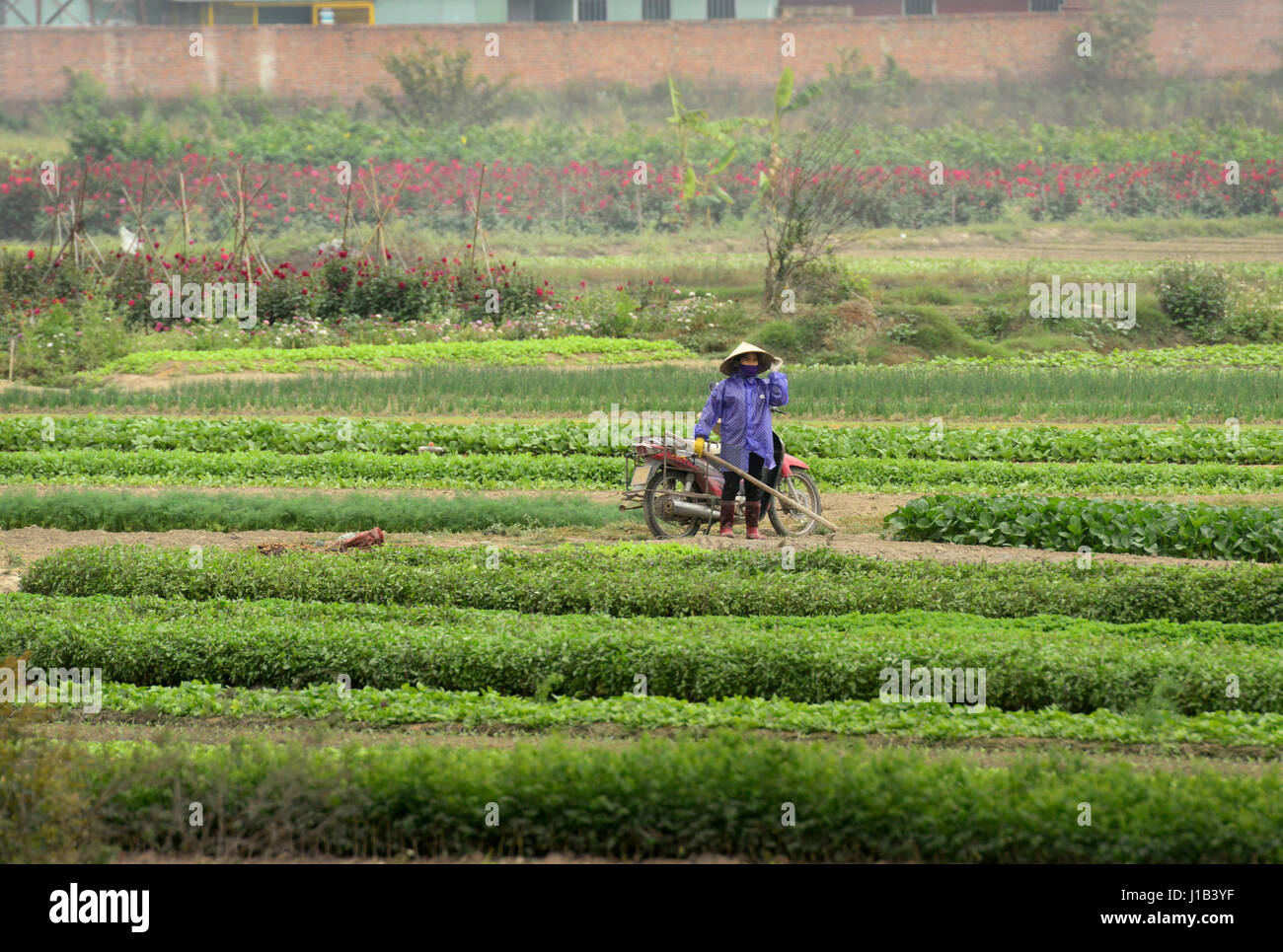 Vietnamese villagers working in the rice-fields around the town of Hải Dương Stock Photo