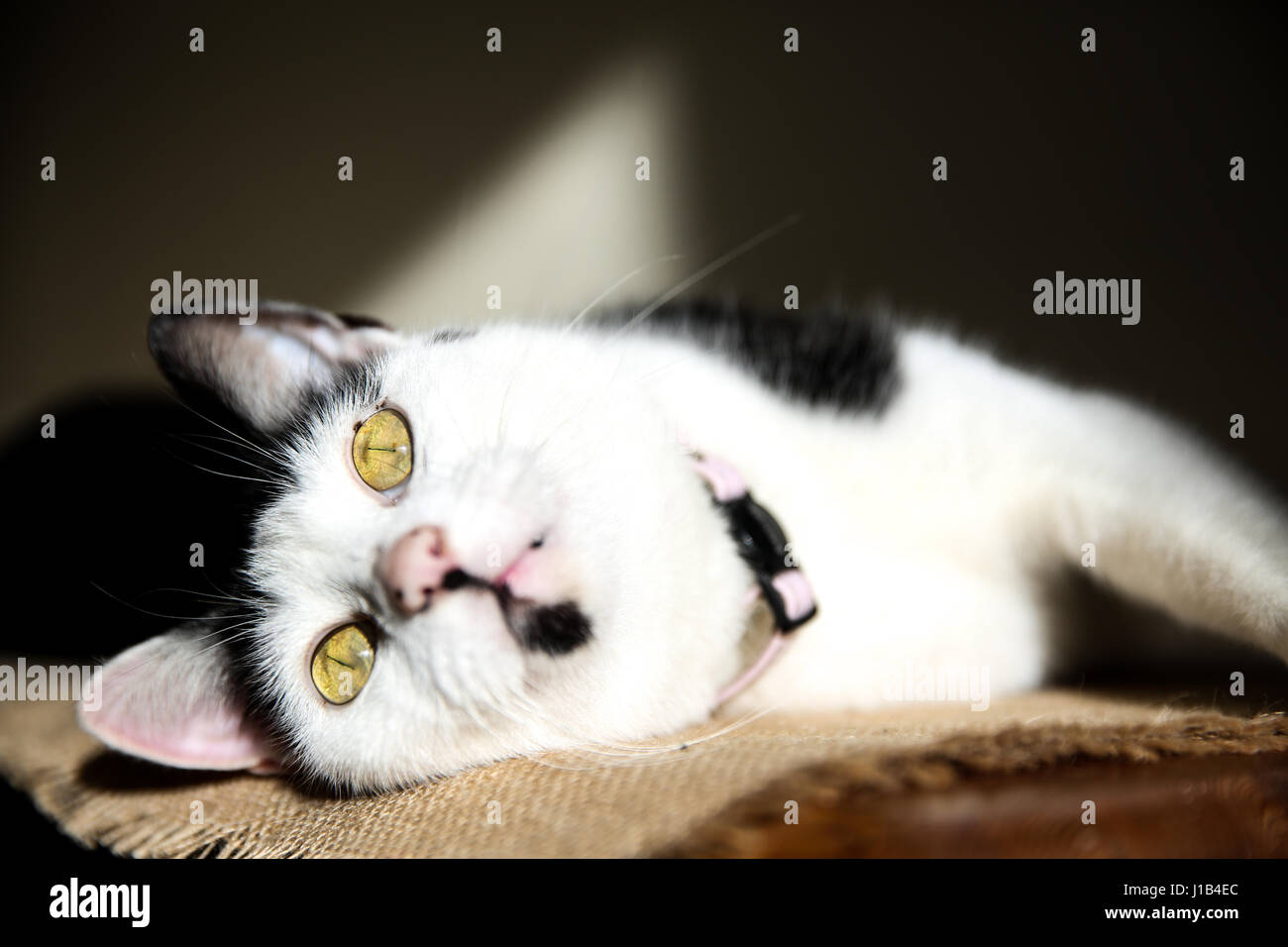 Photograph of a black and white cat in natural lighting Stock Photo - Alamy