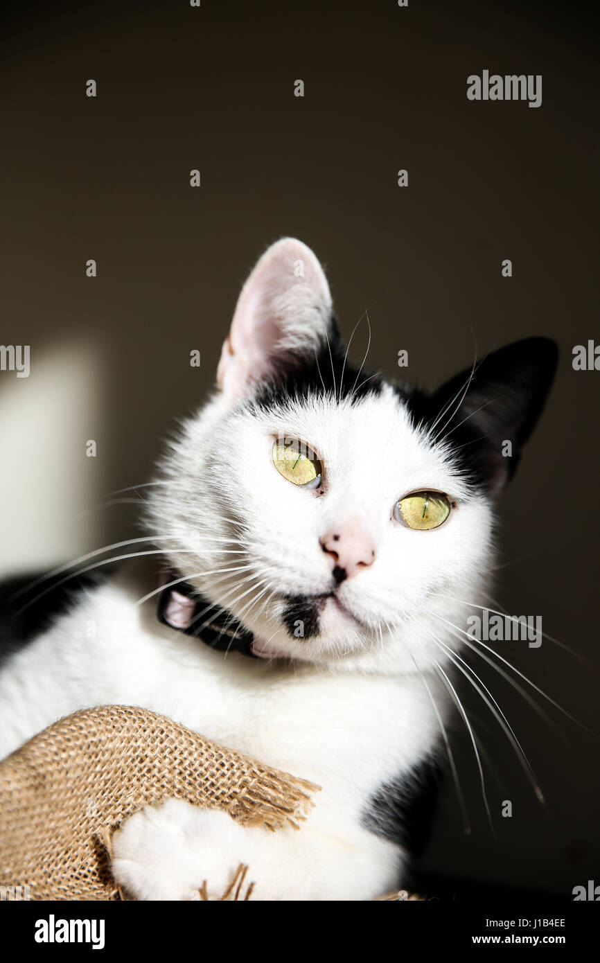 Photograph of a black and white cat in natural lighting Stock Photo - Alamy