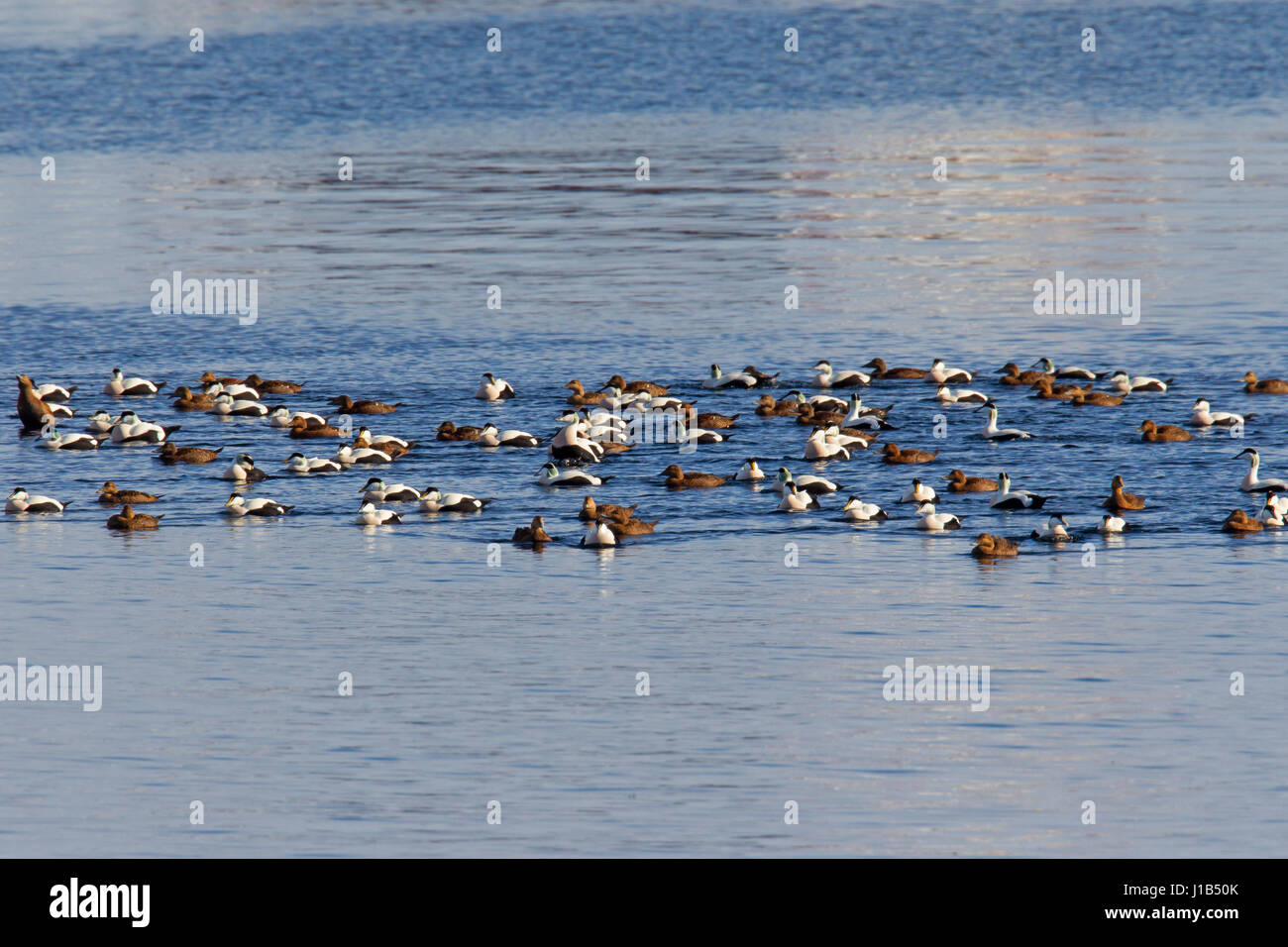 Common eiders (Somateria mollissima) flock with females and males in breeding plumage swimming at sea in winter Stock Photo