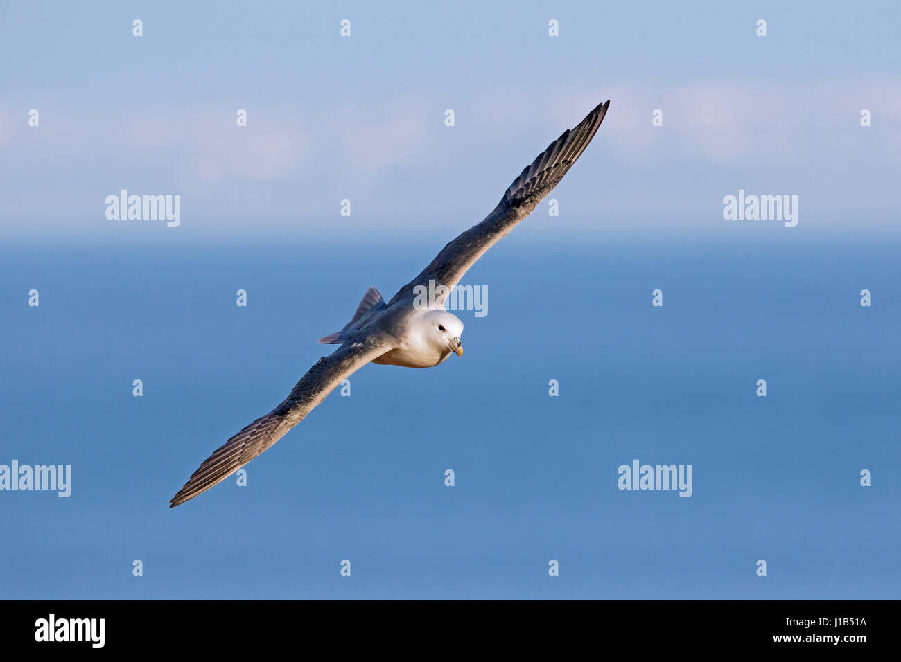 Northern fulmar / Arctic fulmar (Fulmarus glacialis) soaring over the sea Stock Photo