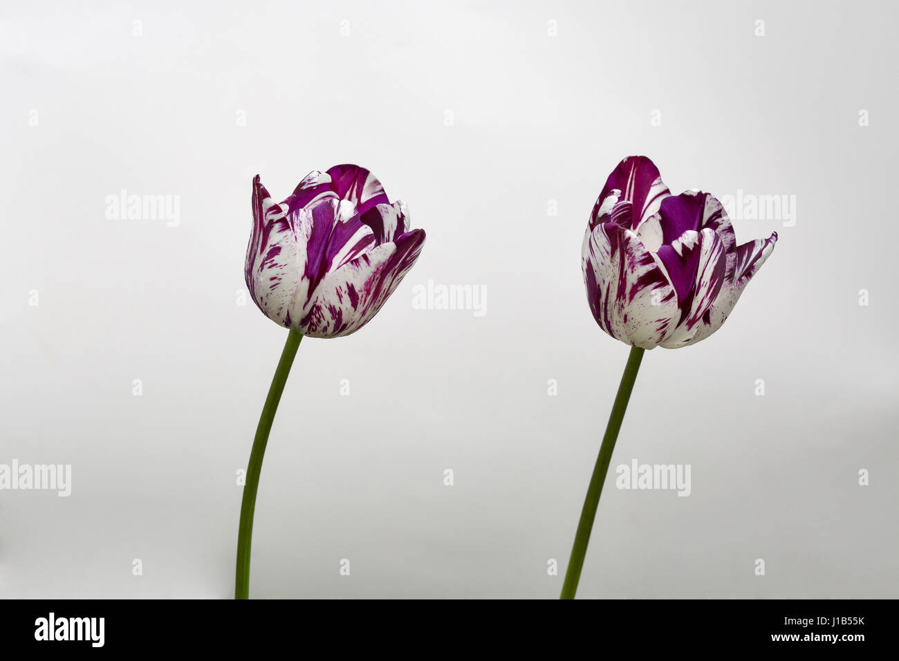 Two beautiful stripped violet white tulips closeup against white background Stock Photo