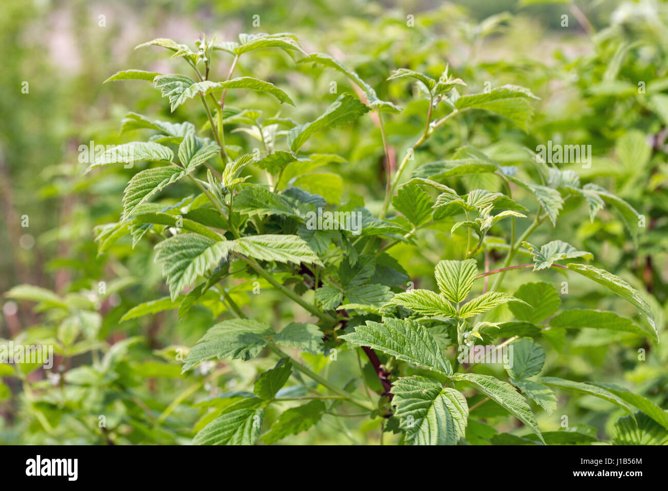 Young raspberries bushes closeup outdoor Stock Photo - Alamy