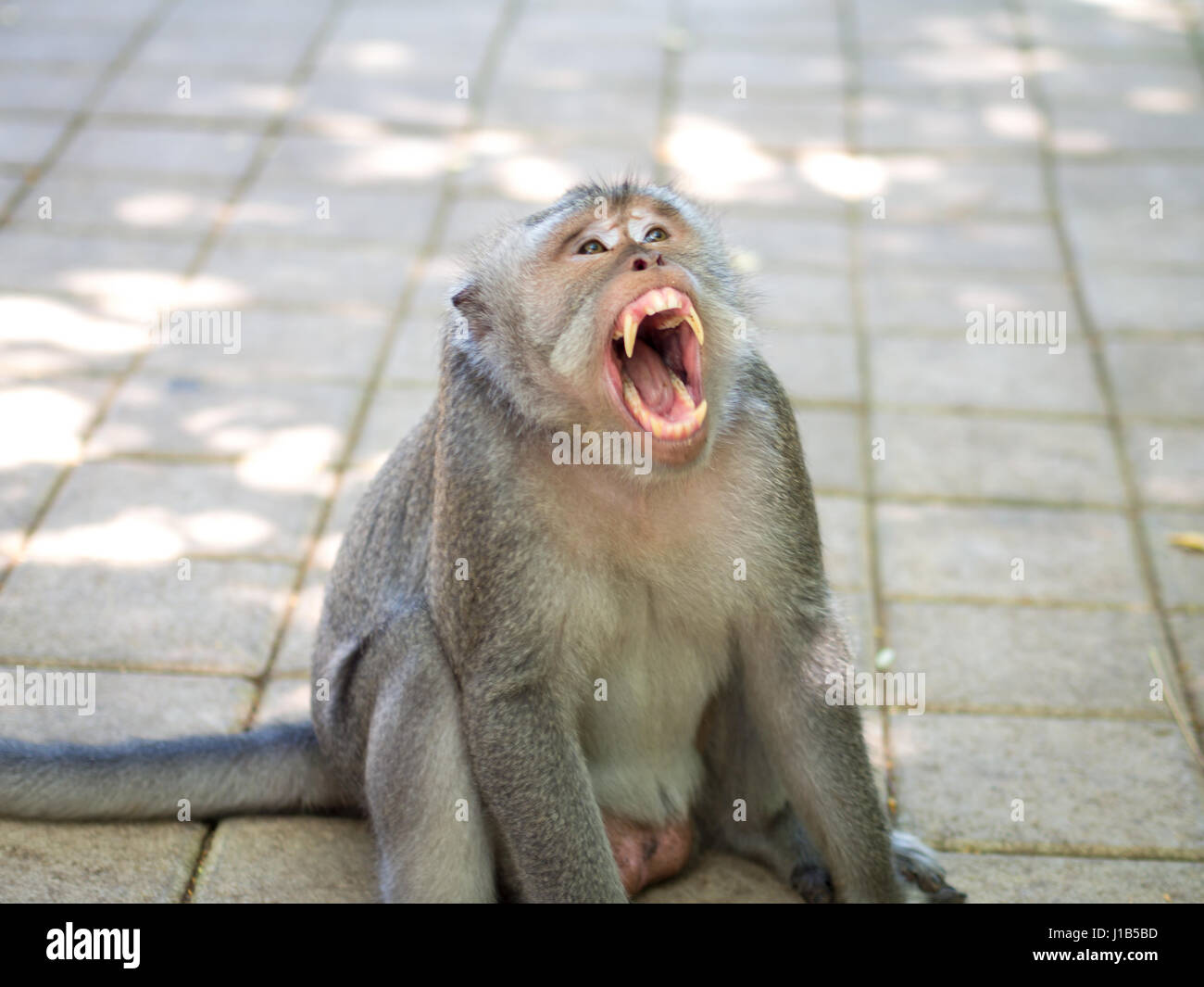Cute Fat Long Tailed Macaque Monkey in Uluwatu, Bali, Indonesia Stock Photo
