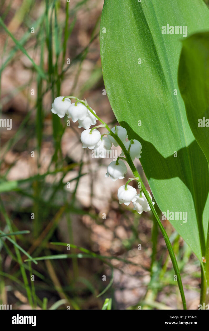 lily of the valley flowers closeup with natural background Stock Photo ...