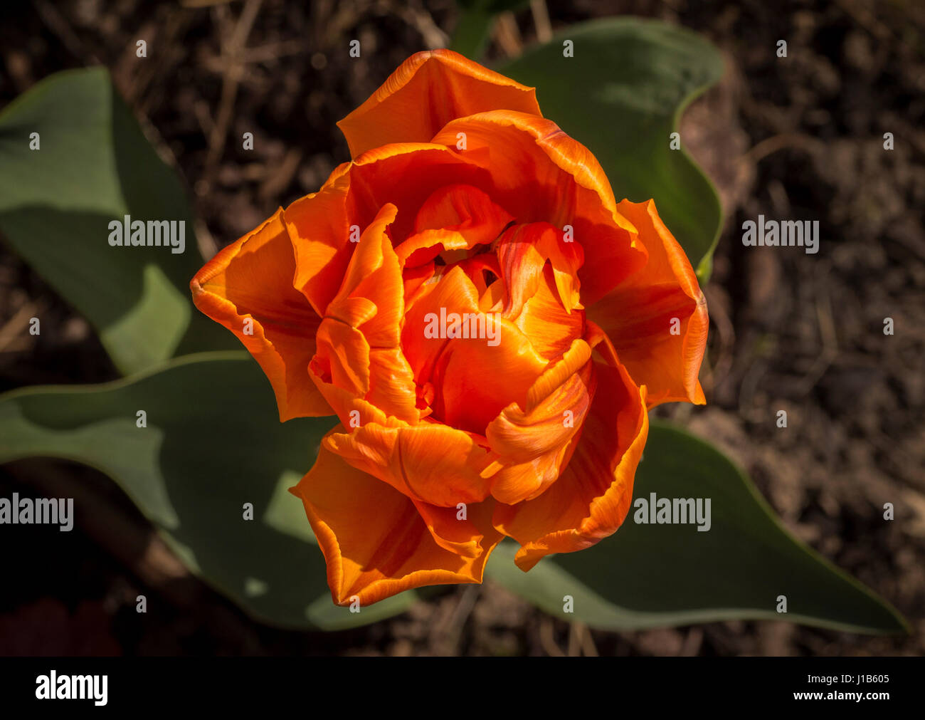 Orange 'Princess Irene' tulip flower.Shot from above, growing in a garden. Stock Photo