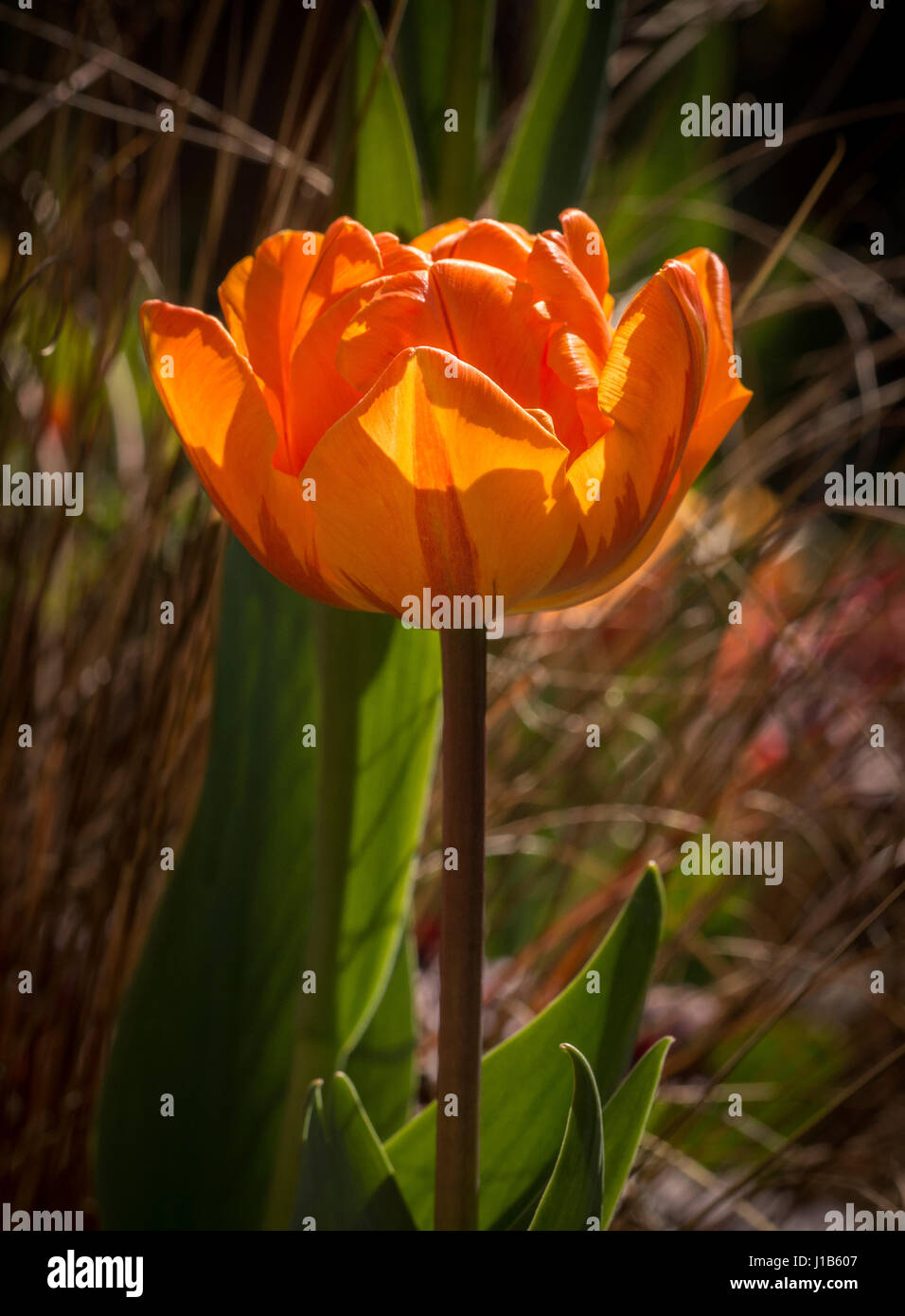 Side view of an orange Princess Irene tulip flower growing in a garden. Stock Photo