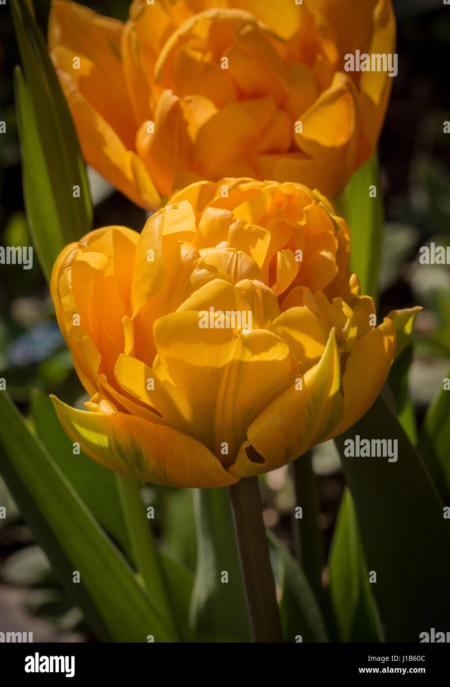 Two Orange Princess tulip flowers growing in a garden. Stock Photo