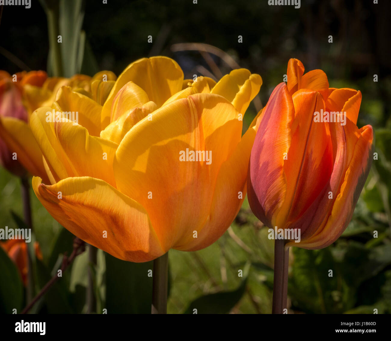 Two Princess Irene tulip flowers growing in a garden. Stock Photo