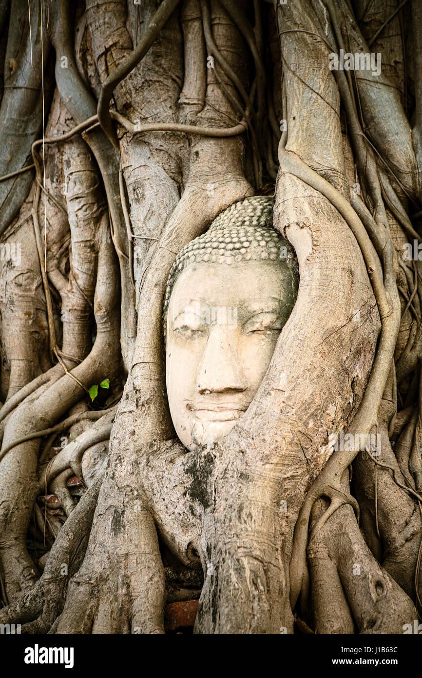 Tree roots surrounding face of Buddha statue Stock Photo