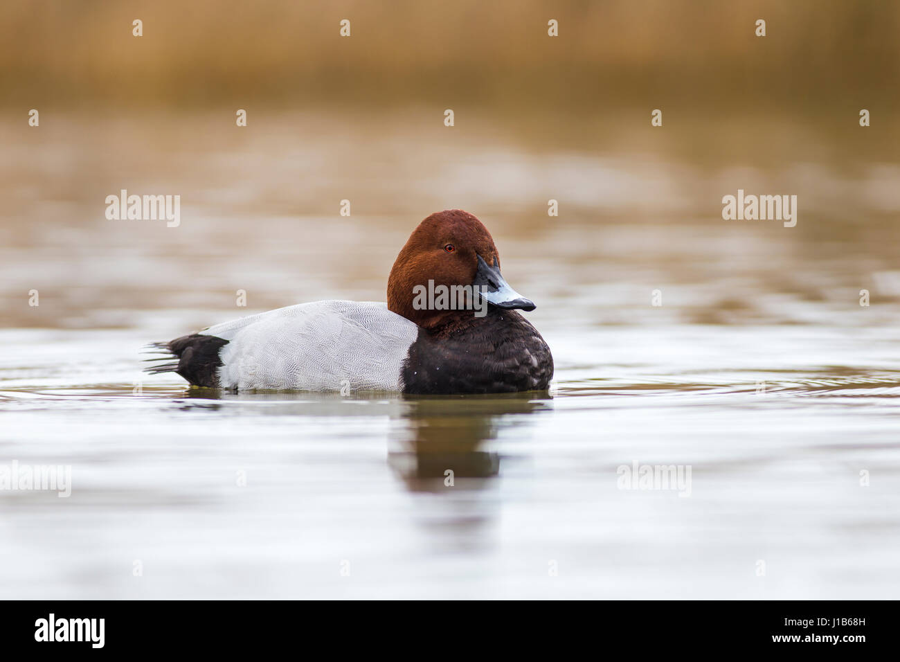 Exemplary male Pochard in the pond Stock Photo