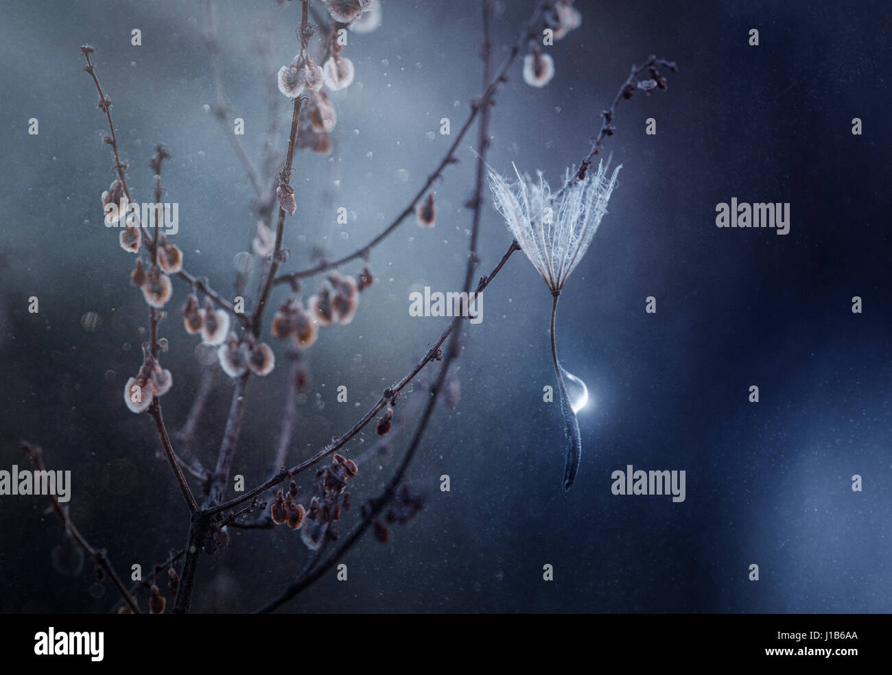 Droplet of water on plant stem Stock Photo - Alamy