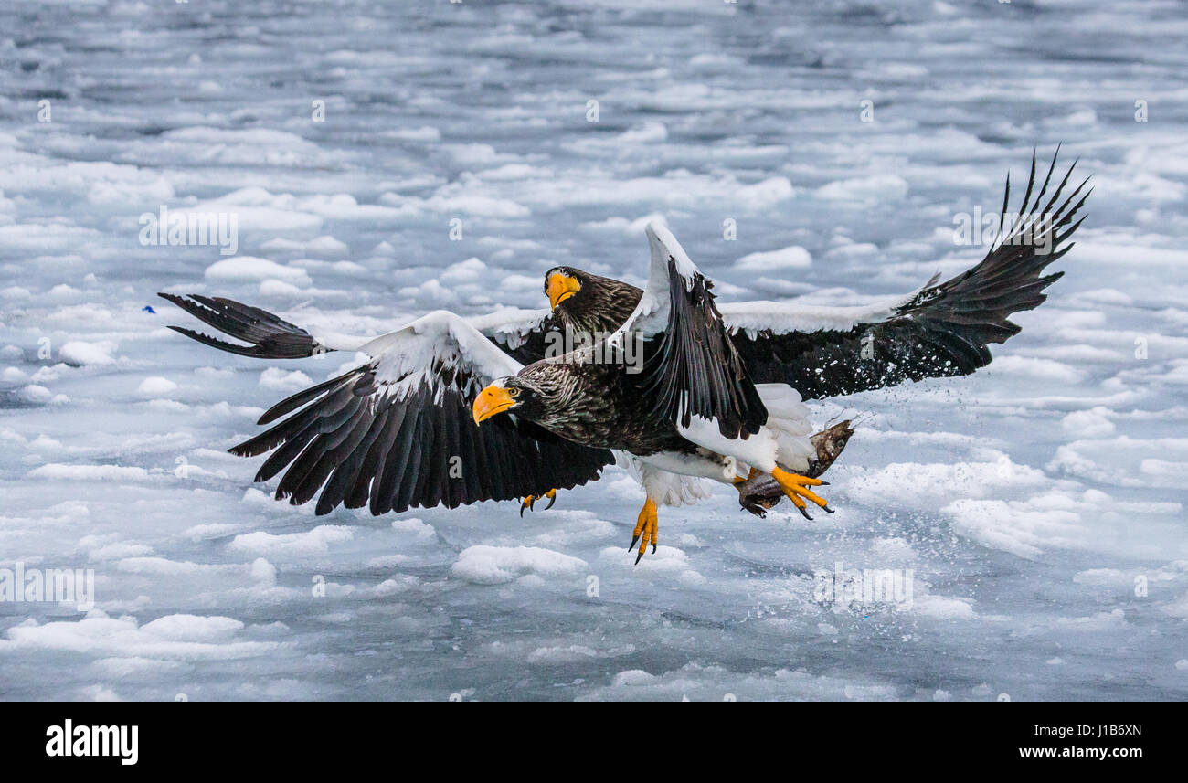 Two stellers sea eagles hi-res stock photography and images - Alamy
