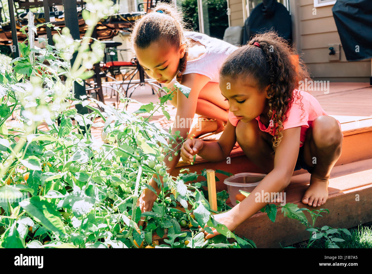 Mixed Race sisters picking food in garden Stock Photo Alamy