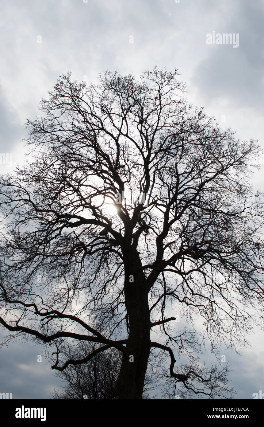 Barren Fruitless Cloudy Backlit Tree Stock Photo