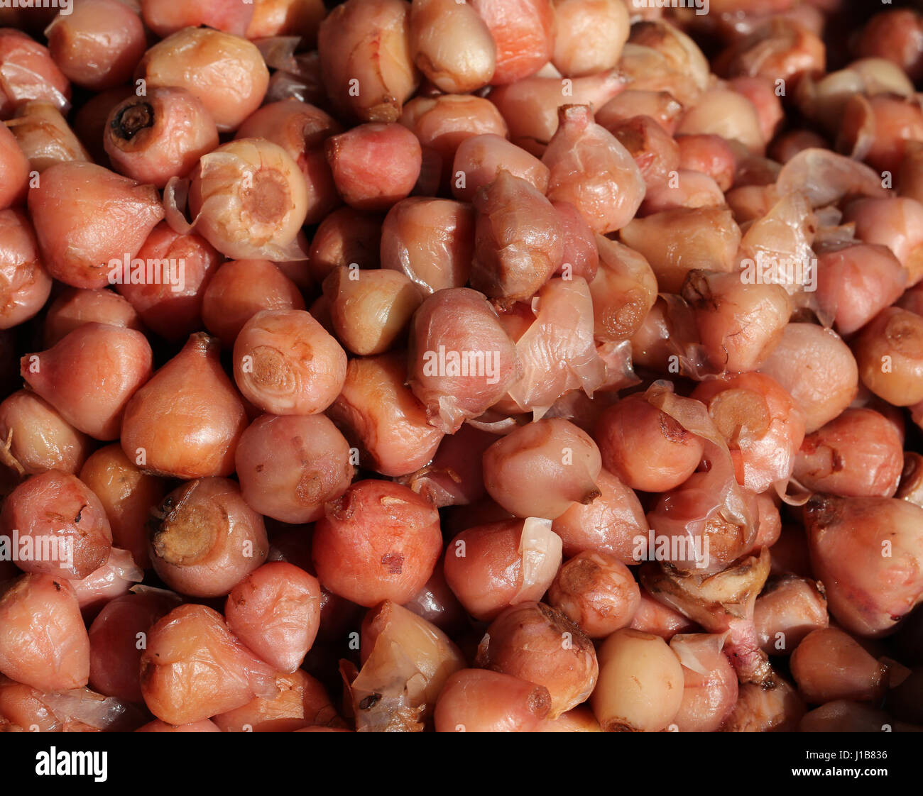 Wild onions hires stock photography and images Alamy