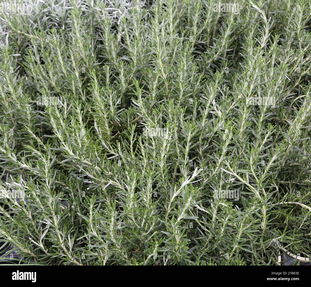 green leaves of rosemary for sale in the grocery store. Rosemary is a