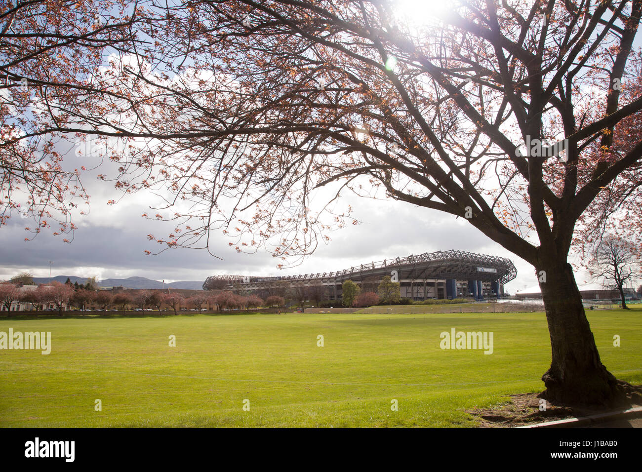 Murrayfield Rugby sports stadium with green grass, tree in bloosom and blue cloudy sky Edinburgh Scotland UK Stock Photo