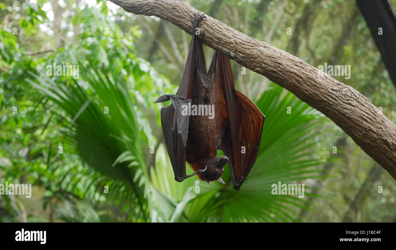 Fruit Bat/ MegaBat/ Indian flying fox/ Bats/ Bat resting on Tree/ Pteropus vampyrus/ Old World fruit bats/ fruit bats/ Herbivorous animal/ Bat Hanging Stock Photo