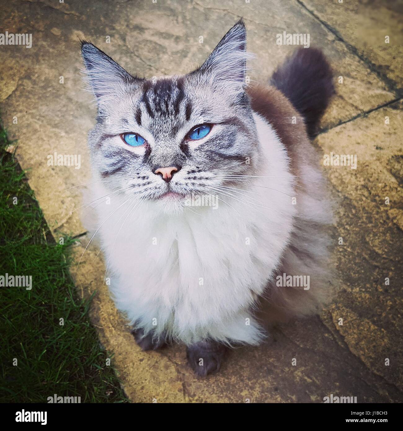 blue lynx tabby ragdoll